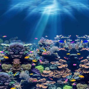 Lenzuola matrimoniali bassetti imagine magicsea particolare