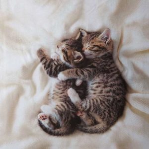 Copripiumino matrimoniale bassetti coccole time particolare