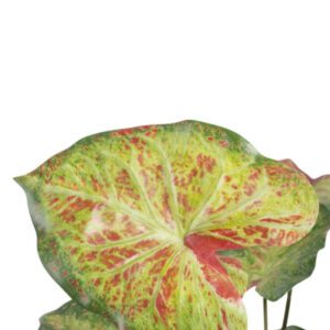 Pianta artificiale alocasia foglia