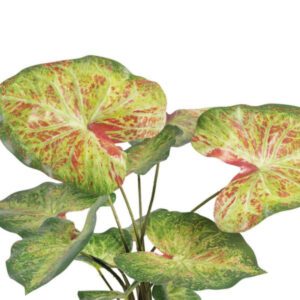 Pianta artificiale alocasia foglie