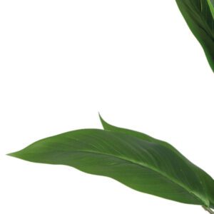 Pianta finta artificiale calla bianca foglia