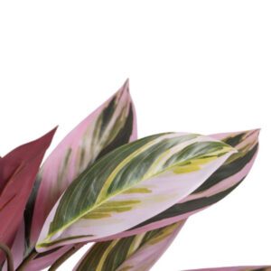 Pianta finta con foglie rosa verde foglia