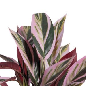 Pianta finta con foglie rosa verde foglie